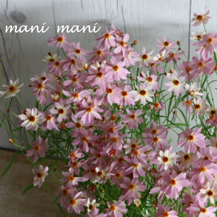 コレオプシス　ウリドリーム「ピンクリボン」3寸ロング苗　花苗　苗　花壇　宿根草　多年草　耐寒性　耐暑性のサムネイル