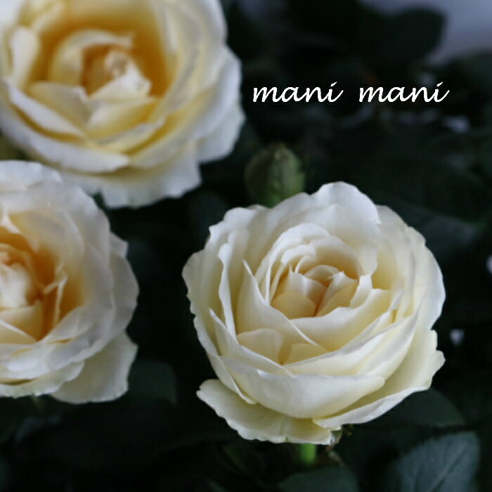 ミニバラ 「インフィニティ　ホワイト」4号鉢　花期が長い 室内でも楽しめる　インフィニティ—ローズ　クラシックカラー　アンティークカラー　人気のサムネイル