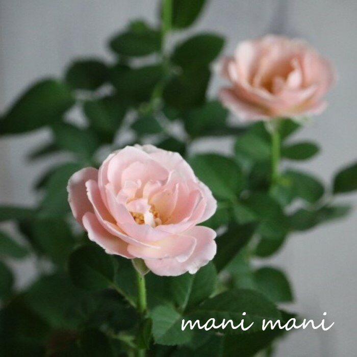 ミニバラ 「インフィニティ　ピンク」4号鉢　花期が長い 室内でも楽しめる　インフィニティ—ローズ　クラシックカラー　アンティークカラー　人気のサムネイル