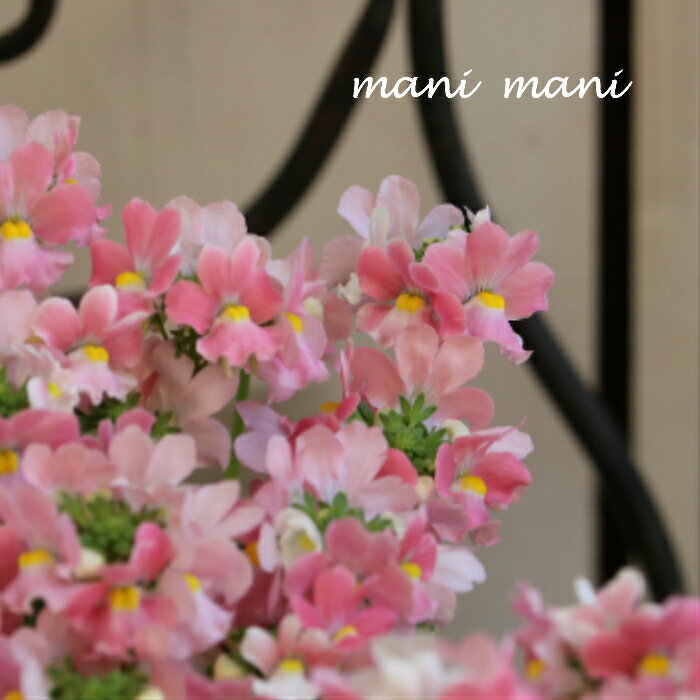 宿根ネメシアメーテル　「エレーヌ」バラの香り　3.5寸ポット苗　甘い香り　ゲブラナガトヨ　寄せ植え　リース　花苗　華やかのサムネイル