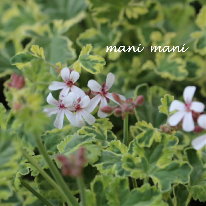 楽天市場】ゼラニウム（花・観葉植物｜花・ガーデン・DIY）の通販