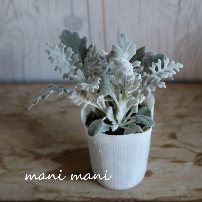 シロタエギク「シルバーダスト」「シルバラード」2.5〜3.5寸ポット苗　寄せ植え　リース　花壇　シルバーリーフ