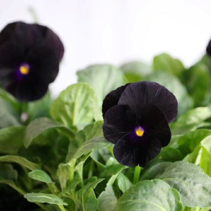 【3苗セット】産地直送　ビオラ 「ブラック」3寸ポット苗　3苗セット　花苗　良株　花壇　ガーデニングのサムネイル