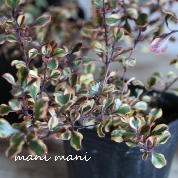 【最新品種】コプロスマ「コロロ」3寸ポット苗　希少 寄せ植え　リースのサムネイル