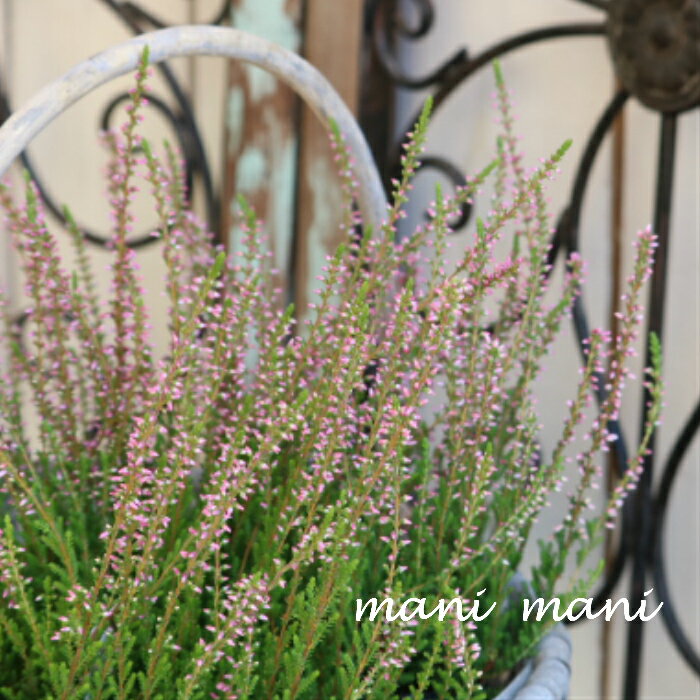 カルーナ ガーデンガールズ「グリーン×ペールピンク」Eタイプ　2.5～3寸ポット苗 寄せ植え　庭植え　花苗　花壇のサムネイル