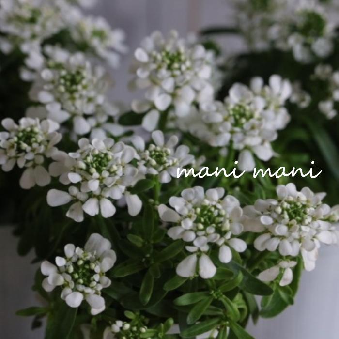 イベリス「エンジェルベール」2.5～3.5ポット苗　純白の花　寄せ植え　リース