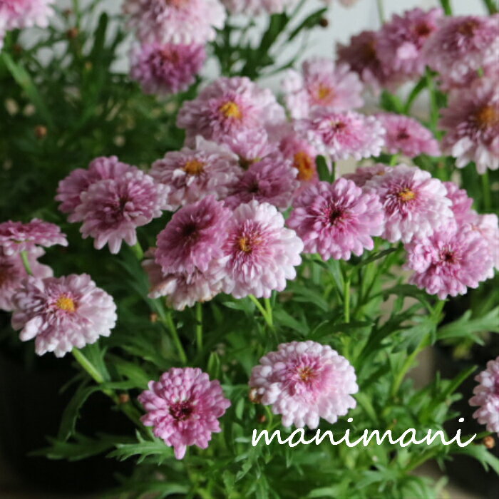 マーガレット「モモコ」3.5寸ポット苗　花苗　寄せ植え　花壇