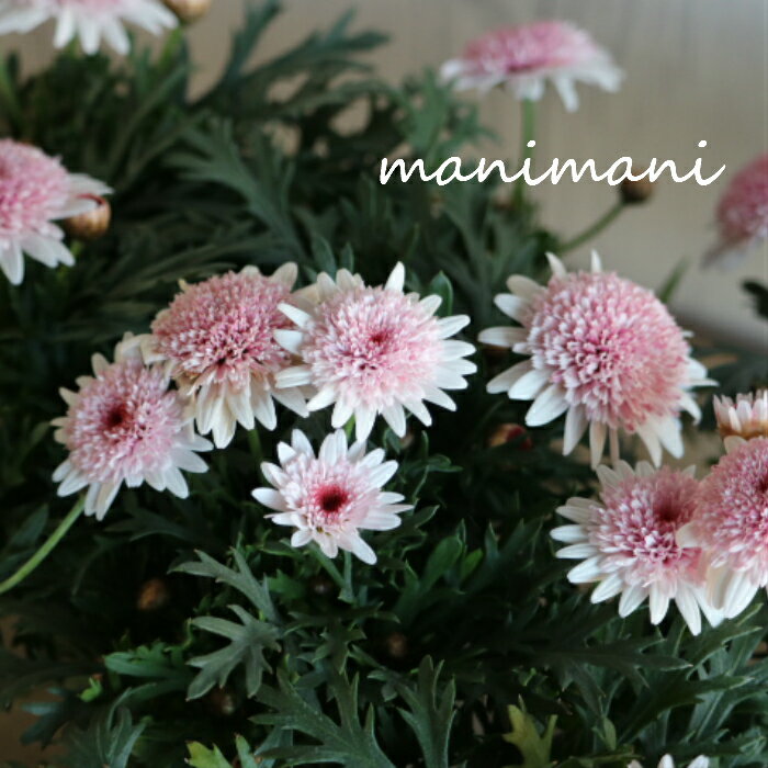 マーガレット「あずきちゃん」ゲブラナガトヨ　3.5寸ポット苗　花苗　寄せ植え　花壇のサムネイル