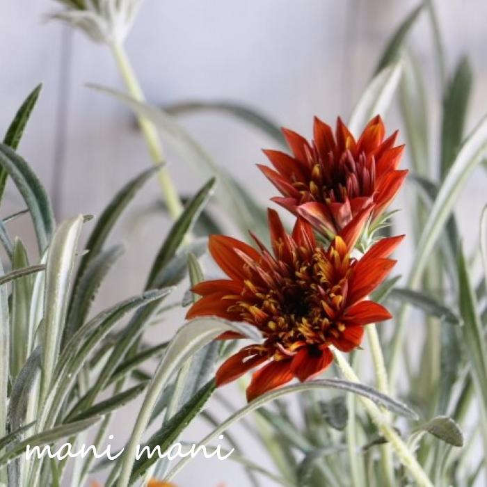 八重咲きガザニア「ロミーヌ」3.5...