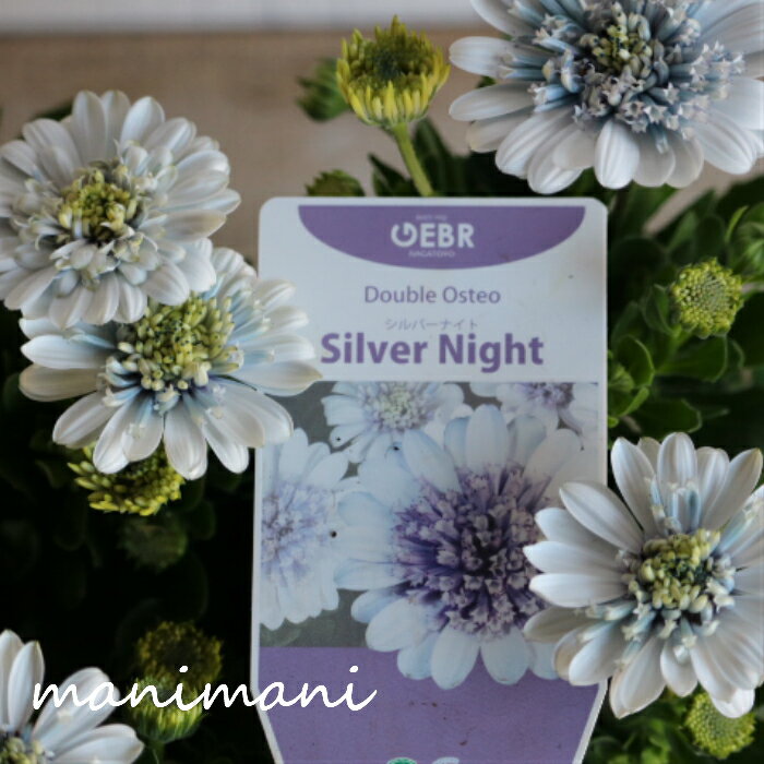 【大人気】オステオスペルマム「シルバーナイト」ゲブラ　3.5寸ポット苗　寄せ植え　庭植え　花苗のサムネイル