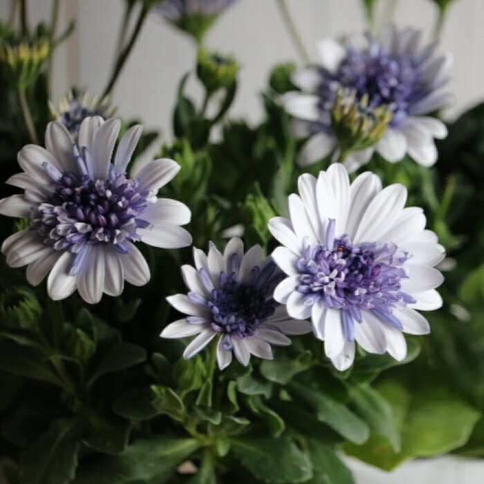 八重咲き ダブルオステオスペルマム3D「シルバー」3.5寸ポット苗　寄せ植え　庭植え　花苗のサムネイル