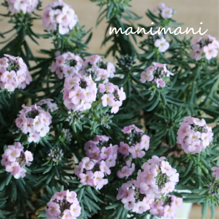 エティオネマ・モロッコナズナ「ピンク」3寸ポット苗　寄せ植え　庭植え　花苗　花壇　ロックガーデン