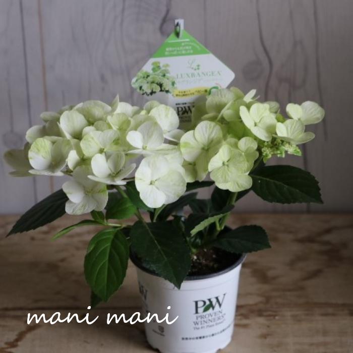紫陽花ラグランジア「シャンデリーニ」3.5寸プラ鉢　希少　アジサイ　あじさい　ガーデニング　花苗　入手困難