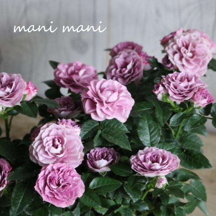 樂天商城 - ミニバラ 「インプルーブド ブルー」3〜3.5寸ポット苗　薔薇 花苗 アンティーク シック 花壇 ガーデニング 庭