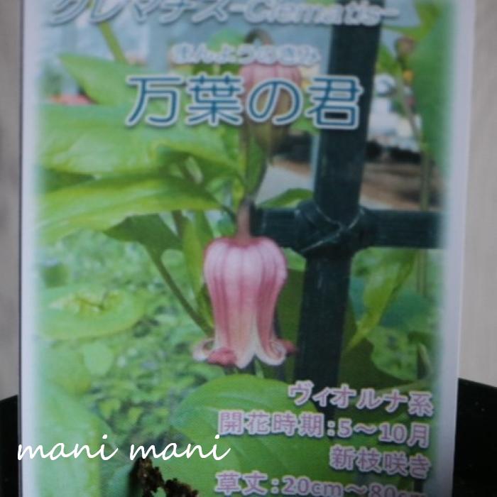 樂天商城 - クレマチス「万葉の君」5号鉢　ヴィオルナ系 新枝咲き　四季咲き　強剪定　耐寒性多年草