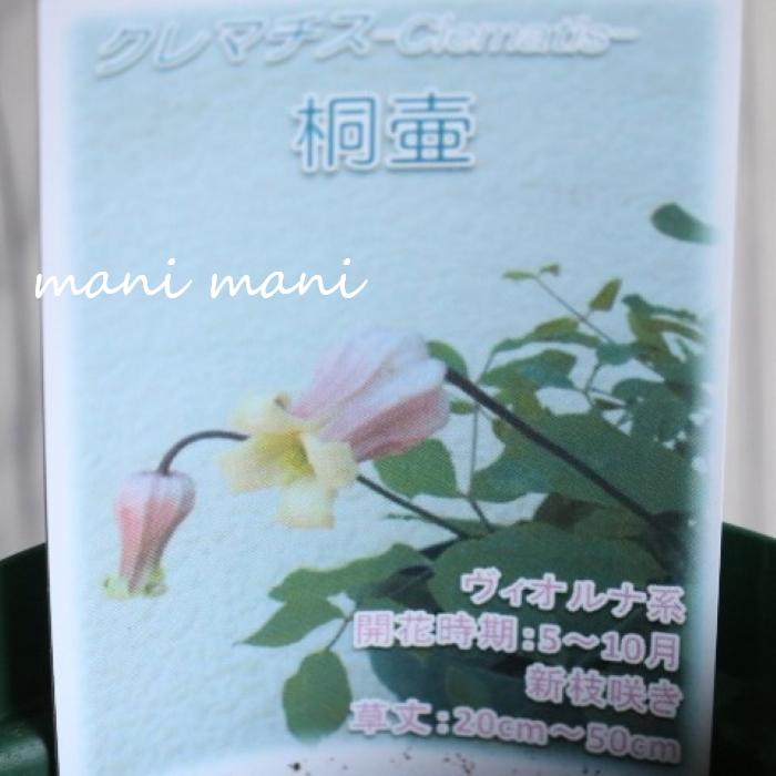 商品情報栽培方法根が下に伸びますので、植えつけは5号（直径15cm）以上の深鉢を用いてください。植えつけは根鉢をくずさないように深植え（地上部の1～2節が土 に埋まるように）してください。後ろにトレリスを立て、つるを誘引してビニールタイなどで固定します。施肥により花芽が形成されますので、立派な花を咲かせるためにはクレマチス専用肥料などを1～2ヶ月に1回与えてください。水遣りは鉢の表面が乾いたらたっぷりと与えてください。注意点◎植物は個体差があり成長もしていますので、商品画像と微妙に違う場合やお花が少ない又は咲いていない場合もございます。◎店頭販売もしておりますので、ご注文が入った際に売り切れてしまっている場合がございます。クレマチス「桐壺～キリツボ～」5号鉢　ヴィオルナ系 新枝咲き　四季咲き　強剪定　耐寒性多年草 強剪定可能で育てやすく初心者にもお勧め！ クレマチス「桐壺～キリツボ～」5号鉢 壷型カールした花を伸びたツルの節々に咲かせます。また四季咲きで、剪定をして繰り返し咲き、強健で扱いやすく初心者にもお勧めです。※2026年4月14日現在、芽が出ている苗になります。 　在庫がある場合、5営業日以内に発送いたします1