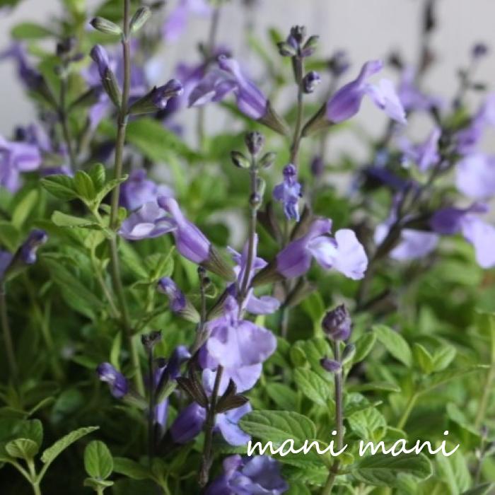 宿根サルビア「ソークール」ペールブルー 3.5寸ロングポット苗 　チェリーセージ　寄せ植え　庭植え　花苗　花壇　宿根草のサムネイル