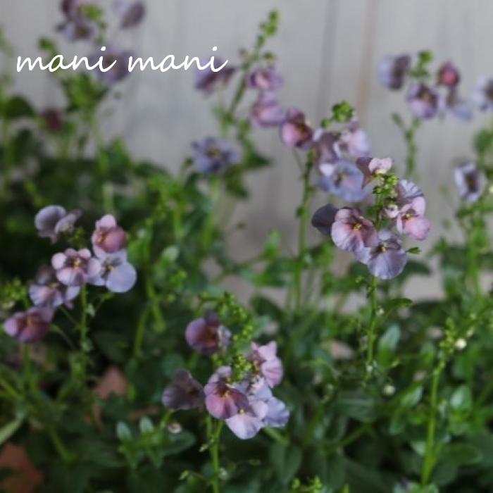 ディアスシア ダンス「デニム」3.5寸ポット苗 苗 花苗 寄せ植え リース 宿根草 花壇 ガーデニング