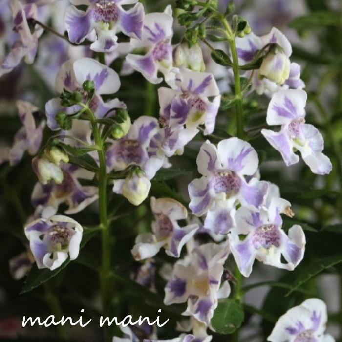 アンゲロニア センセーション「バイカラーバイオレット」　3.5寸ポット苗　寄せ植え　花壇　花苗　夏の花　苗のサムネイル