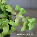 ヘデラ「ジェイク」3寸ポット苗 寄せ植え リース 花苗 リーフ 観葉植物 室内 インテリア