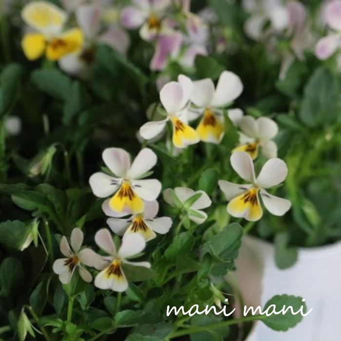 小輪ビオラ　ビオレッタ 「ミルクパイン」3.5寸ポット苗 フラワーハーツ 花苗　寄せ植え　リース　花壇　ビオラのサムネイル