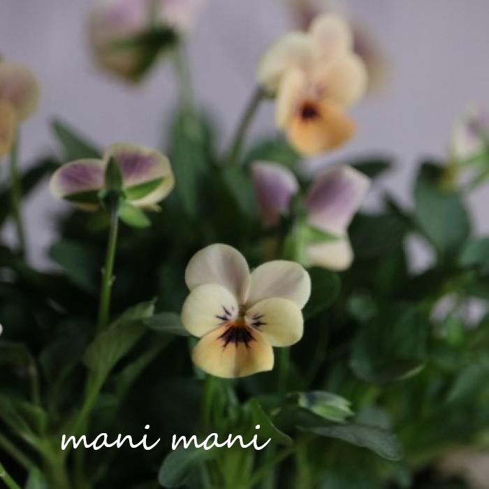 小輪ビオラ　ビオレッタ 「マースオレンジ」3.5寸ポット苗 フラワーハーツ 花苗　寄せ植え　リース　花壇　ビオラのサムネイル