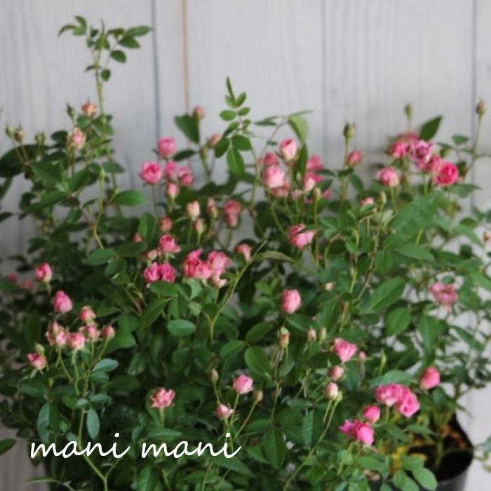 極小輪ミニバラ 「みさき」3～3.5寸ポット苗　人気　育てやすい　四季咲き　丈夫　花苗　苗　寄せ植えのサムネイル