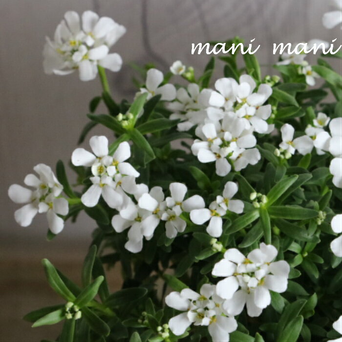 イベリス　「スノーサーファー」　3.5寸ロングポット苗　純白の花　寄せ植え　リースのサムネイル