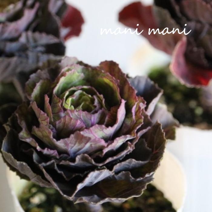 葉牡丹「百恵～ももえ～」2.5寸ポット苗 希少 寄せ植え ハボタン 花苗 正月 苗 リース