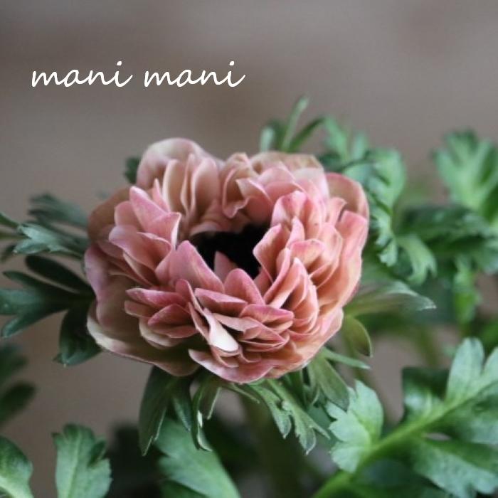 八重咲きアネモネ「クラシカルピンク」3.5寸ロングポット苗　花苗　花　春の花　耐寒性のサムネイル
