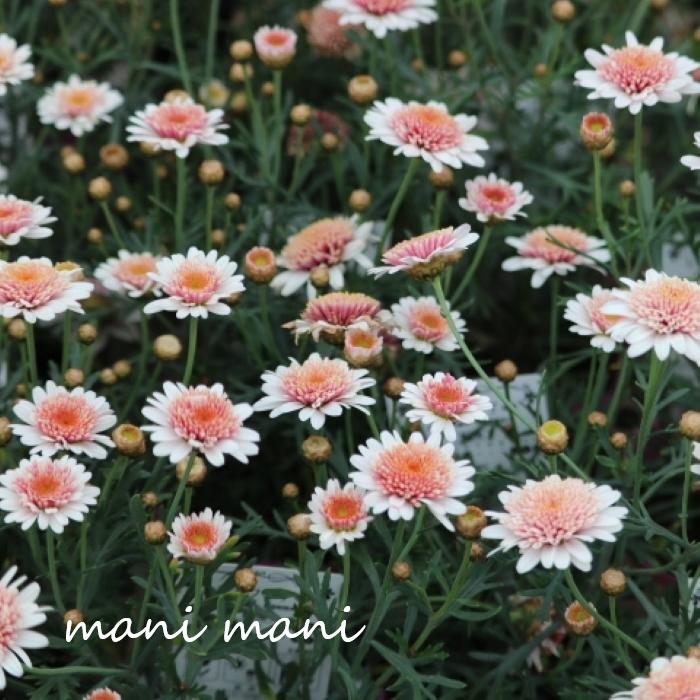 マーガレット「レディフレア」3寸ポット苗　花苗　寄せ植え　花壇のサムネイル