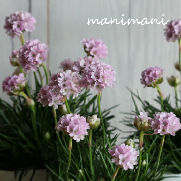 アルメリア・ハマカンザシ「アルマダ　ピンク」2.5〜3.5寸ポット苗　耐寒性　花苗　寄せ植え