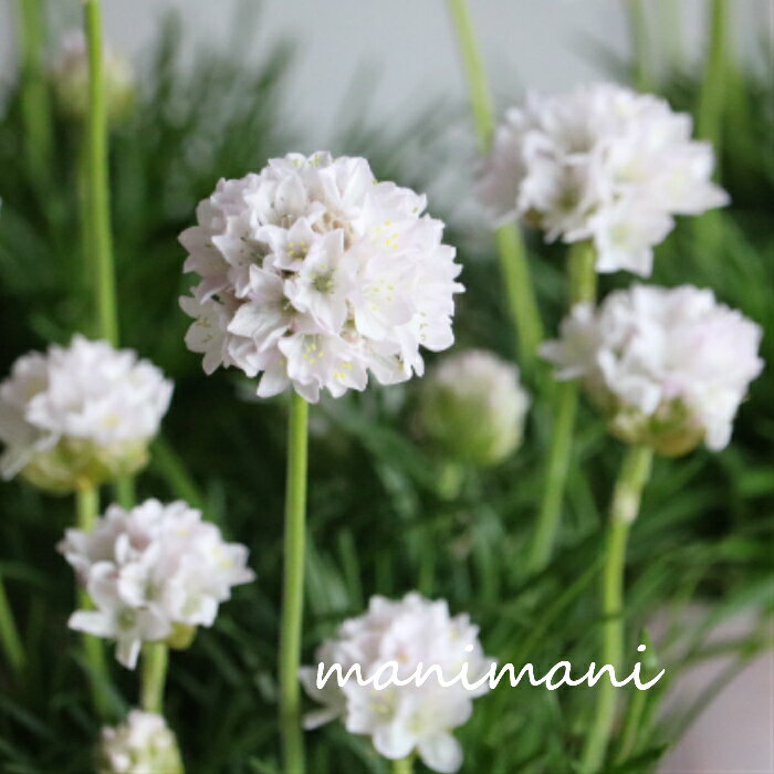 アルメリア・ハマカンザシ「アルマダ」ホワイト　3寸苗〜3.5寸ポット苗　耐寒性　花苗　寄せ植え　コン..