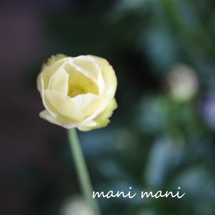 【レア品種】トロリウス「ニュームーン」3寸ポット苗 珍しい　寄せ植え 庭植え 花苗 花壇 苗 宿根草 耐寒性 レモンイエロー 希少