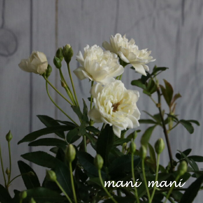 Summer Blooms - モッコウバラ「白モッコウバラ」5号鉢　白 ホワイト 八重咲き 鉢植え 庭木 垣根 つるバラ 丈夫 初心者向け 香り 芳香 ガーデニング 記念樹 季節の花 春