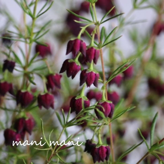 【希少】ボロニア「パープルジェラード」5号鉢 オージープランツ ネイティブプランツ 花苗 常緑 低木 寄せ植え 鉢植え 希少品種 香りの植物 春の花 ガーデニング