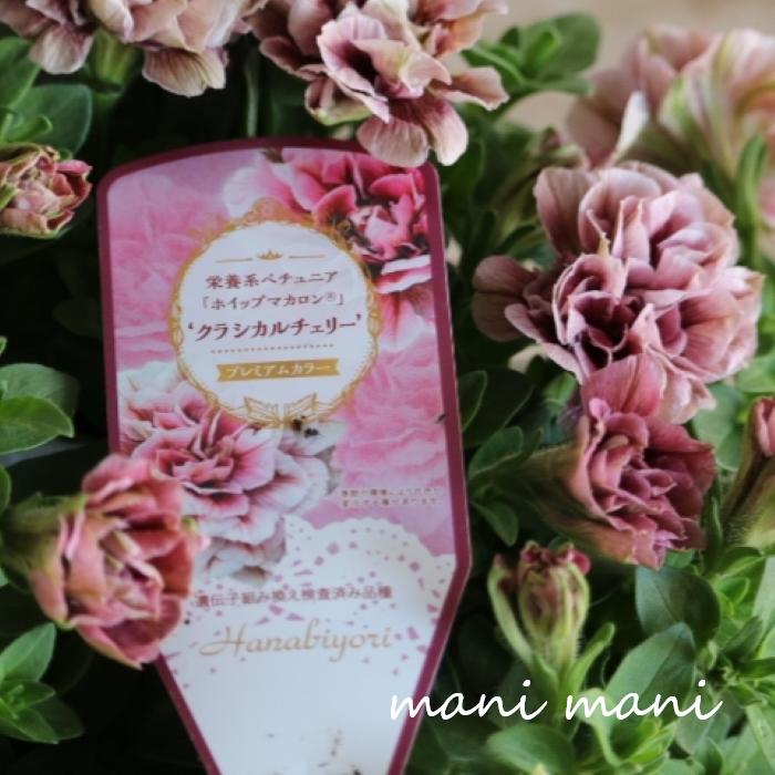 【大人気品種】【新色】八重咲きペチュニア ホイップマカロン「クラシカルチェリープレミアムカラー」3寸ロング〜3.5寸ポット苗　花日和　寄せ植え　花壇　ハンギング　希少　人気　アンティークカラーのサムネイル