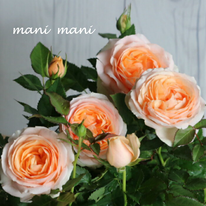 ミニバラ「ベラミコルダナ」3.5寸ポット苗　薔薇 花苗 ガーデニング 花壇 庭 アンティーク シックのサムネイル