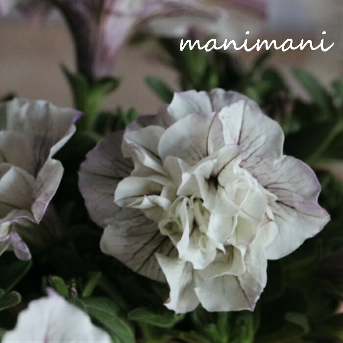 ペチュニアVIVA「ダブルホワイトベイン」3.5寸ポット苗　寄せ植え 庭植え 花苗 八重咲き