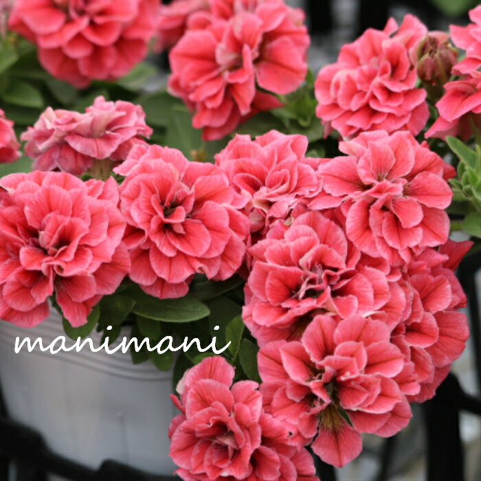 【大人気品種】八重咲きペチュニア ホイップマカロン「ビターロッソ プレミアムカラー」3寸ロング〜3. ...