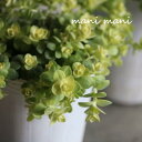 ヘリクリサム「ライムミニ」2.5〜3寸ポット苗 寄せ植え リース