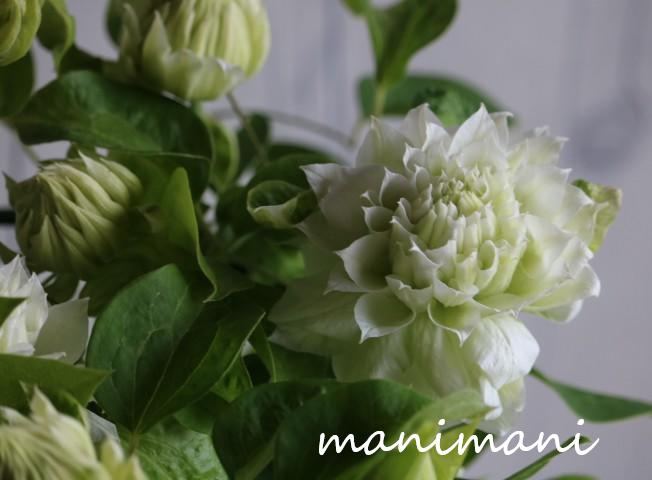 楽天市場】クレマチス 八重(花・観葉植物|花・ガーデン・DIY 楽天市場】クレマチス 八重(花・観葉植物|花・ガーデン・DIY