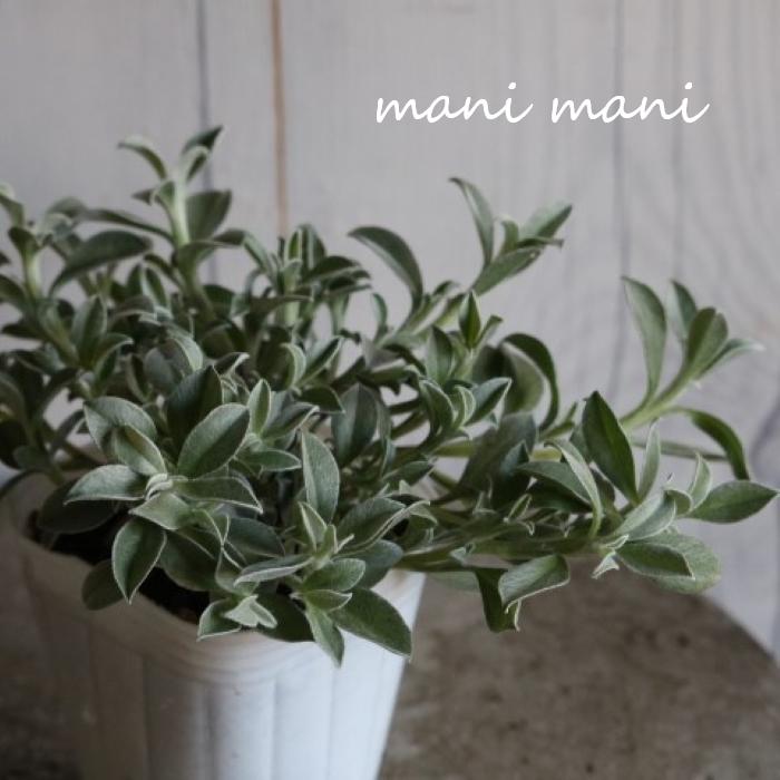 ヘリクリサム「ホワイトフェリー」2.5寸ポット苗 寄せ植え リース 花苗 ガーデニング 庭植え 花壇 鉢植え シルバーリーフ ドライフラワー 耐寒性 常緑 多年草 白 ホワイト 玄関 庭