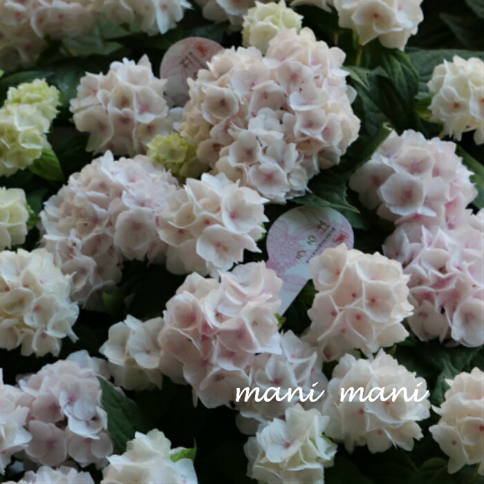 手毬咲き山紫陽花「うるは」4号鉢　花苗　アジサイ　あじさい　母の日　プレゼント　花苗　苗　ガーデニングのサムネイル