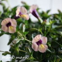 【最新品種】夏の暑さに強い トレニア カタリーナ「ラムレーズン」3寸ロング~3.5寸ポット苗 寄せ植え 庭植え 花苗 リース ハンギング 花壇