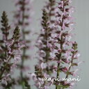 宿根サルビア フェザーズ 「フラミンゴ」 3~3.5寸ロングポット苗 寄せ植え 庭植え 花苗 花壇 宿根草 ガーデニング 四季咲き