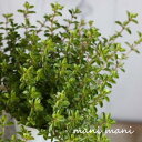 フォックスリータイム「ライムグリーン」2.5~3寸ポット 寄せ植え 庭植え 花苗 苗 宿根草 花壇 庭 ガーデニング 季節 四季 良苗 リース ハンギング リーフ 香り