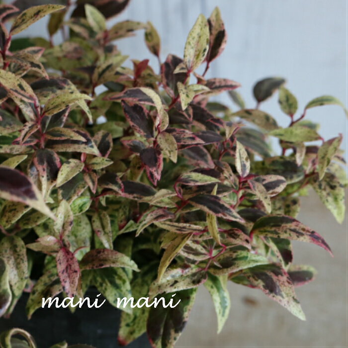 西洋イワナンテン「メルベイユ」3寸ポット苗　花壇　庭植え　花苗　斑入り葉