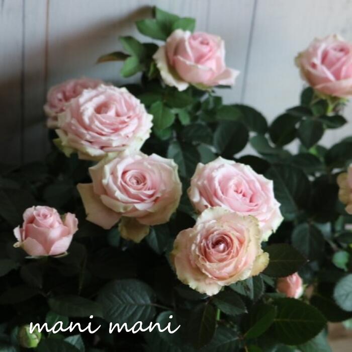 ミニバラ 「プリンセス・オブ・インフィニティ」5号鉢　花期が長い 室内でも楽しめる　インフィニティ—ローズ　クラシックカラー クラシカル アンティークカラー　人気のサムネイル