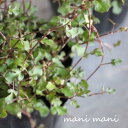 ワイヤープランツ 「ワイヤースペード」3寸ポット苗 寄せ植え リース 花苗 花壇 ガーデニング